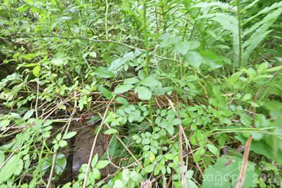 Tbd Tract C Pole Miller Extension #Tract C, Brevard, NC 28712 - Photo 21