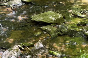8186 Old Nc Hwy 60 None, Roaring River, NC 28697 - Photo 31