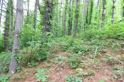 Tbd Sycamore Road, Vilas, NC 28692 - Photo 23