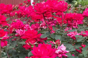 210 Bleynat St NE, Valdese, NC 28690 - Photo 5