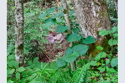 000 Ogles Gap Road, Burnsville, NC 28714 - Photo 45