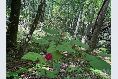 454 Forest Brook Road, Black Mountain, NC 28711 - Photo 23