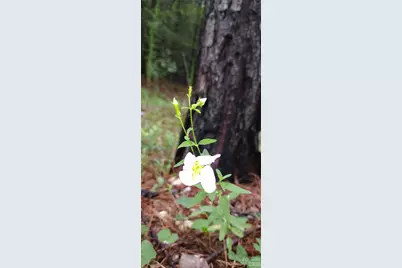 0 Nc 109 Highway S, Mount Gilead, NC 27306 - Photo 21