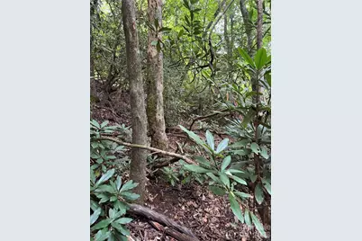 000 Wilson Road, Pisgah Forest, NC 28768 - Photo 11
