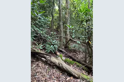 000 Wilson Road, Pisgah Forest, NC 28768 - Photo 9