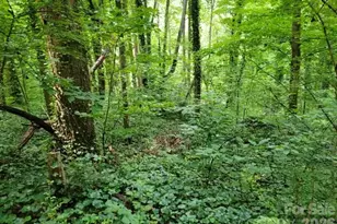 0 Rock Broad River Rd, Hendersonville, NC 28792 - Photo 1
