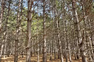 Xxxx Emerald Ct NE, Carlos, MN 56319 - Photo 1