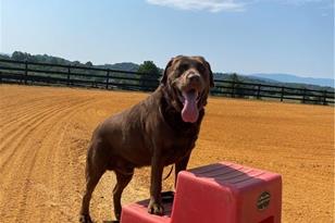 100 Equus Loop, Natural Bridge, VA 24578 - Photo 7