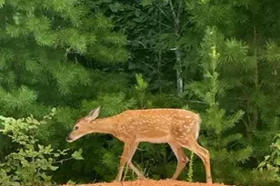 1117 Magenta Way, Kernersville, NC 27284 - Photo 47