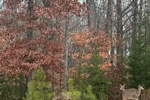 1117 Magenta Way, Kernersville, NC 27284 - Photo 45