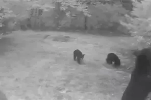 582 Deer Crossing Ln, Lenoir, NC 28645 - Photo 41