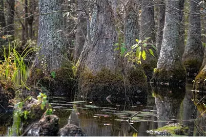 709 Everetts Mill Road, Rockingham, NC 28379 - Photo 41