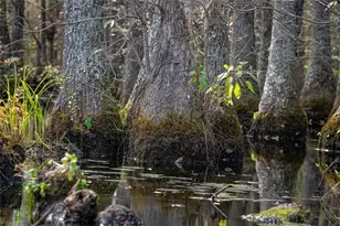 709 Everetts Mill Rd, Rockingham, NC 28379 - Photo 41