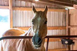 6087 Old Walker Mill Rd, Randleman, NC 27317 - Photo 49