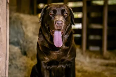 6087 Old Walker Mill Road, Randleman, NC 27317 - Photo 47