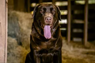 6087 Old Walker Mill Rd, Randleman, NC 27317 - Photo 47