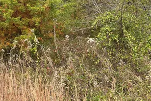 4832 Vienna Dozier Rd, Pfafftown, NC 27040 - Photo 41