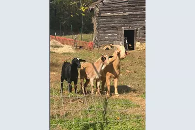 3110 Hall Road, Franklinville, NC 27248 - Photo 13