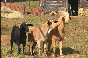 3110 Hall Rd, Franklinville, NC 27248 - Photo 13