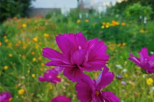 53 Wagoner St, Sparta, NC 28675 - Photo 21