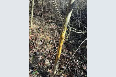 002 Rock Creek Ch Road, North Wilkesboro, NC 28659 - Photo 13