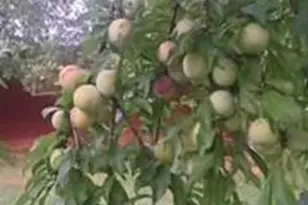 3391 Asbury Rd, Mount Airy, NC 27030 - Photo 33