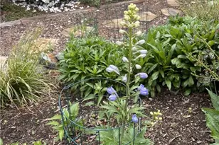 220 Circle St, Millers Creek, NC 28651 - Photo 45