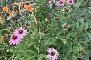 220 Circle St, Millers Creek, NC 28651 - Photo 49