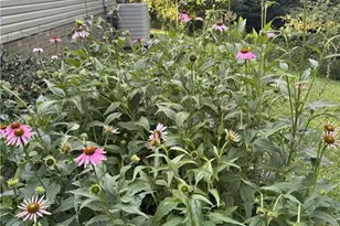 220 Circle St, Millers Creek, NC 28651 - Photo 49