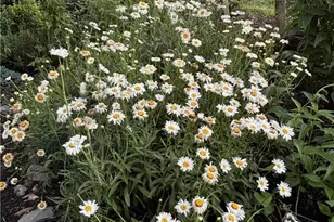 220 Circle St, Millers Creek, NC 28651 - Photo 47