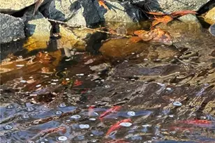 1126 Briggstown Rd, Lexington, NC 27292 - Photo 13