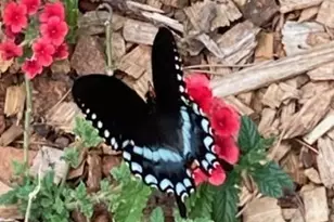 1609 Underpass Rd, Advance, NC 27006 - Photo 37