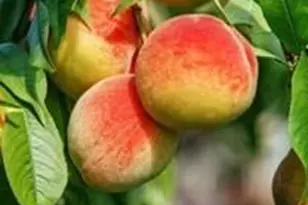 1609 Underpass Rd, Advance, NC 27006 - Photo 33