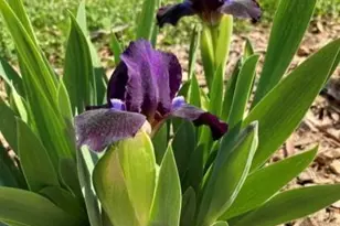 1609 Underpass Rd, Advance, NC 27006 - Photo 39