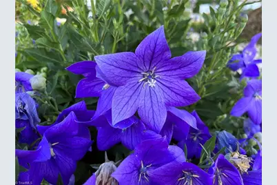 720 Stafford Park Drive, Kernersville, NC 27284 - Photo 25