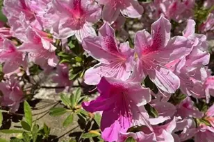 920 Ransom Rd, Winston-Salem, NC 27106 - Photo 47