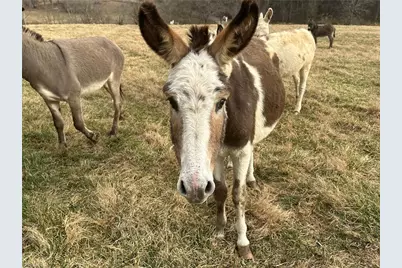 Tbd Old Offen Po Road, Traphill, NC 28685 - Photo 11