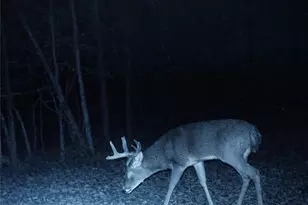 655 Wind Ridge Ln, Dobson, NC 27017 - Photo 47