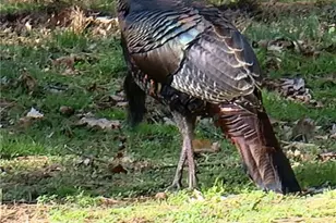 179 & 178 Stone Country Ln, Asheboro, NC 27203 - Photo 47