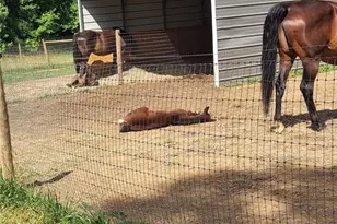 2631 Price Grange Rd, Eden, NC 27288 - Photo 37