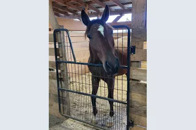 2631 Price Grange Road, Eden, NC 27288 - Photo 29