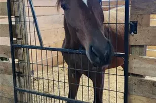 2631 Price Grange Rd, Eden, NC 27288 - Photo 29