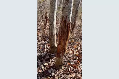 747 Chandler Road, Dobson, NC 27017 - Photo 35