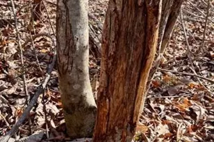 747 Chandler Rd, Dobson, NC 27017 - Photo 35