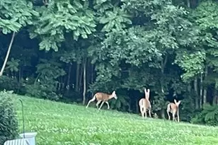 1584 Franklin Hills Ct, Randleman, NC 27317 - Photo 35