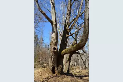 1096-1238 Cook School Road #97+/- AC Tract, Pilot Mountain, NC 27041 - Photo 43