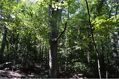 Tract C Nc Highway 89 W #Tract C, Danbury, NC 27016 - Photo 15