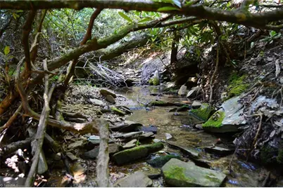 Tract C Nc Highway 89 W #Tract C, Danbury, NC 27016 - Photo 25