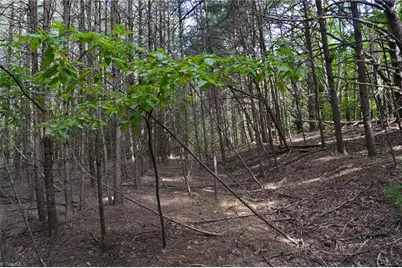 Tract E Hanging Rock Forest Road #Tract E, Danbury, NC 27016 - Photo 5