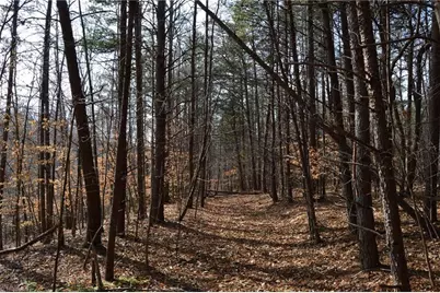 1284-1516 Tom Mix Road #95.93 +/- Ac Tract, Westfield, NC 27053 - Photo 47